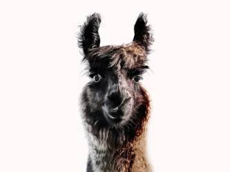 Fluffy Lama (Monika Strigel) - Muzeo.com