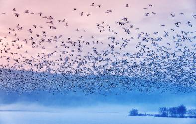 Flying in the fogging morning (Rob Li) - Muzeo.com