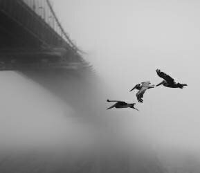 Flying West (Robin Wechsler) - Muzeo.com