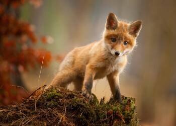 Fox (Robert Adamec ) - Muzeo.com