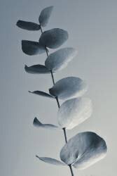 Fragrant leaves (Heidi Westum) - Muzeo.com