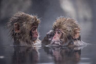 Friends (Takeshi Marumoto) - Muzeo.com