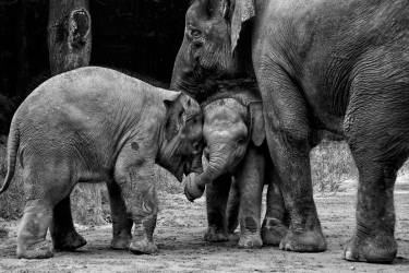 Friends Forever (Ernest Rex) - Muzeo.com