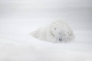 Rêves gelés (Marco Pozzi) - Muzeo.com