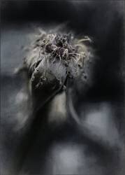 Game over (Gilbert Claes ) - Muzeo.com