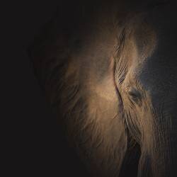 Gentle Giant (Louise Wolbers) - Muzeo.com