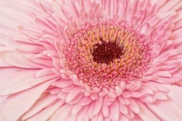 Gerbera (Marie-anne Stas) - Muzeo.com