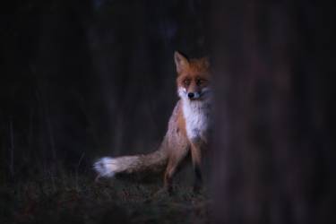 Glances (Sebastian Mastahac) - Muzeo.com