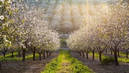 Golden Almonds (Azriel Yakubovitch) - Muzeo.com