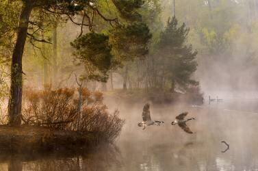 Goose fight (Anton van Dongen) - Muzeo.com