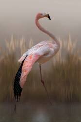 Grace (Krystina Wisniowska) - Muzeo.com