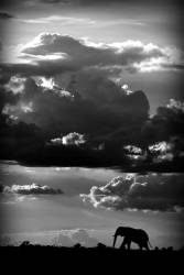 He walks under an African Sky (WildPhotoArt) - Muzeo.com