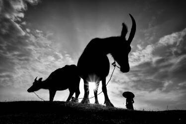 Herding Buffalos (Gatot Herliyanto) - Muzeo.com