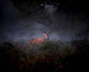 Hern (Robert Fabrowski) - Muzeo.com