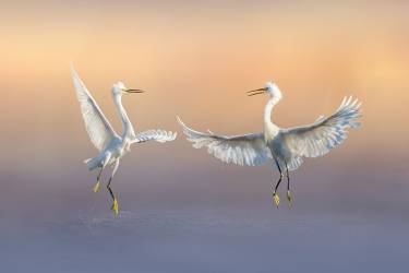 Heureux pour toujours (Qing Zhao) - Muzeo.com