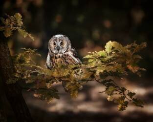 Hibou moyen-duc (Michaela Firesova) - Muzeo.com