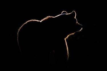 Highlight (Gorazd Golob) - Muzeo.com