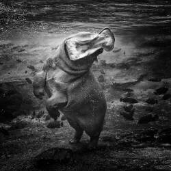 Hippopotame (Juan Luis Duran) - Muzeo.com