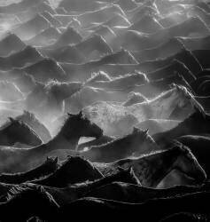 Horses (Ummu Nisan Kandilcioglu) - Muzeo.com