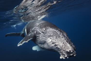 Humpback Whale (Gabriel Barathieu) - Muzeo.com