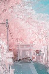 Infrared photography (Yuuui) - Muzeo.com