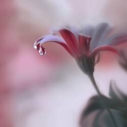 Invisible Touch... (Juliana Nan) - Muzeo.com