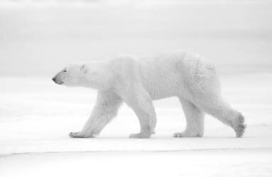 Juste blanc (Marco Pozzi) - Muzeo.com