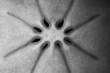 Kaki (Jim Occi) - Muzeo.com