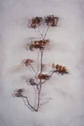 La décadence (Çiçek Kıral) - Muzeo.com