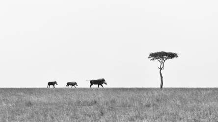 La marche (Richard Liu) - Muzeo.com