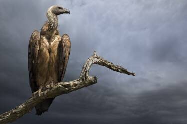 Le Vautour (Mario Moreno) - Muzeo.com