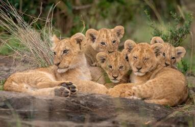 Lionceaux mignons (Daniel Katz) - Muzeo.com