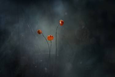 Little Mushrooms (Abdul Gapur Dayak) - Muzeo.com