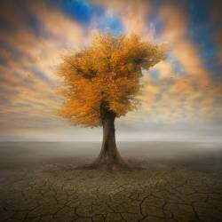 Lonesome (Piotr Krol (Bax)) - Muzeo.com
