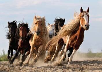 Lucky Six (Adam Wong) - Muzeo.com