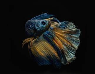 Ma robe (Andi Halil) - Muzeo.com