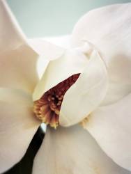 Magnolia (Angelo Cerantola) - Muzeo.com