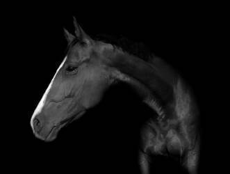 Mon cheval (Wieteke de Kogel) - Muzeo.com