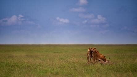 Mon dos (Mohammed Alnaser) - Muzeo.com