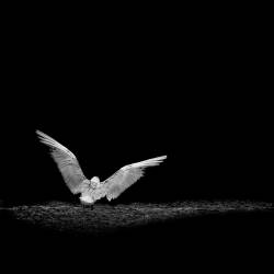 Mouette rieuse battant des ailes de dos, Bretagne, France (Pierre-Bernard Cognein) - Muzeo.com