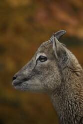 Mouflon (Leach & Meriel Lland) - Muzeo.com