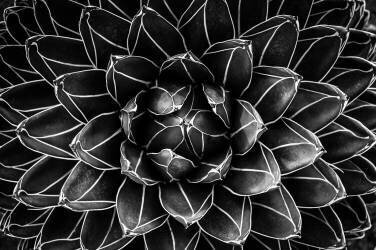 Natural math (Monica Valentina Patrascoiu) - Muzeo.com