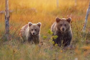La prochaine génération (Wojciech Sobiesiak) - Muzeo.com