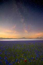 Night flowers (Roberto Marchegiani) - Muzeo.com
