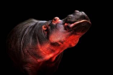 No ! (Antje Wenner-Braun) - Muzeo.com