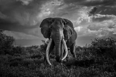 Old Graig (David Dhaen) - Muzeo.com