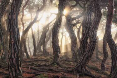 Vieux arbres (Tiger Seo) - Muzeo.com