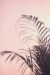 Palm Leaves (1x Studio III) - Muzeo.com