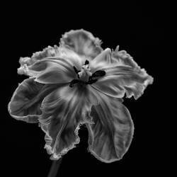 Parrot Tulip (Lotte Grønkjær) - Muzeo.com