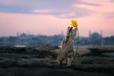 Pati (Murat Bakmaz ) - Muzeo.com